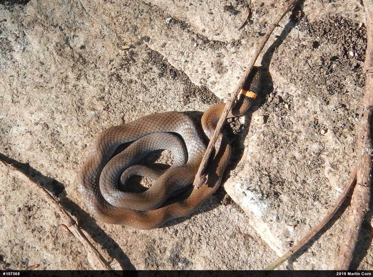 Northern Ring-necked Snake