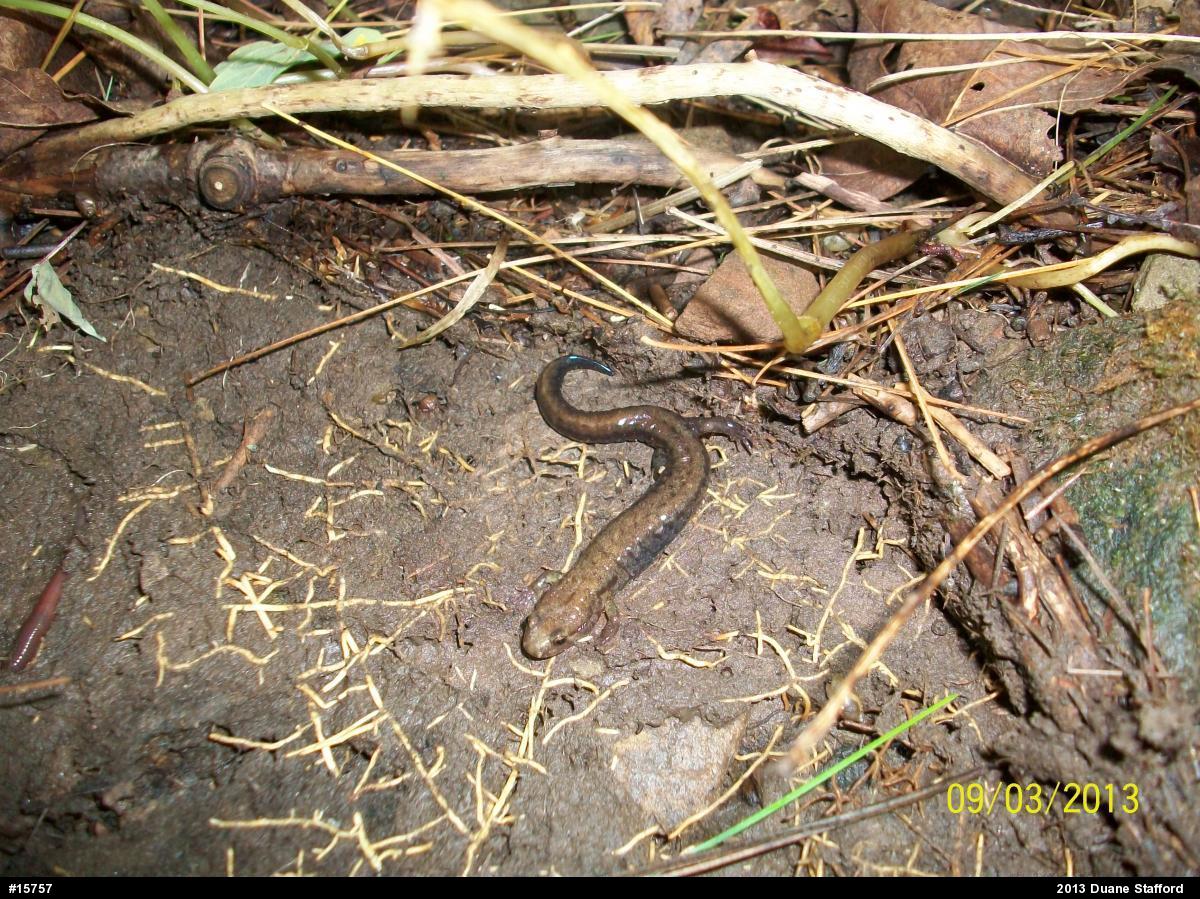 Allegheny Mountain Dusky Salamander