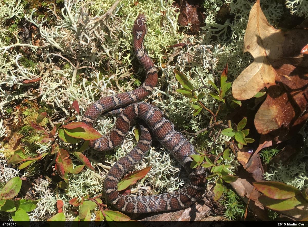 Eastern Milksnake