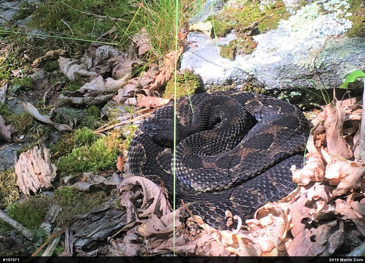 Timber Rattlesnake