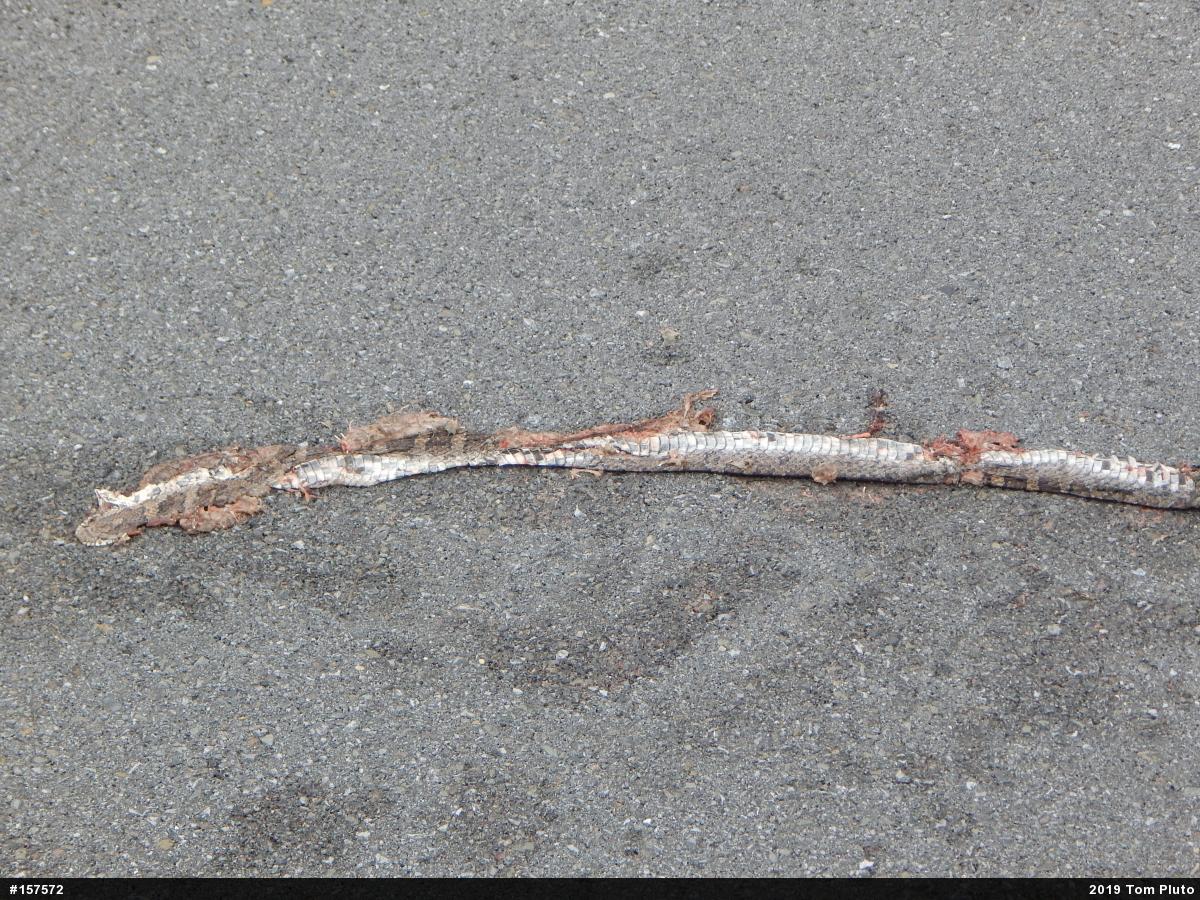 Eastern Milksnake