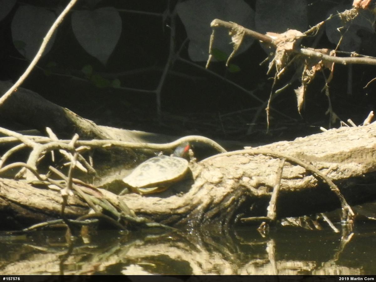 Red-eared Slider