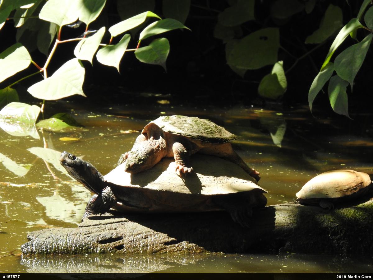 Snapping Turtle