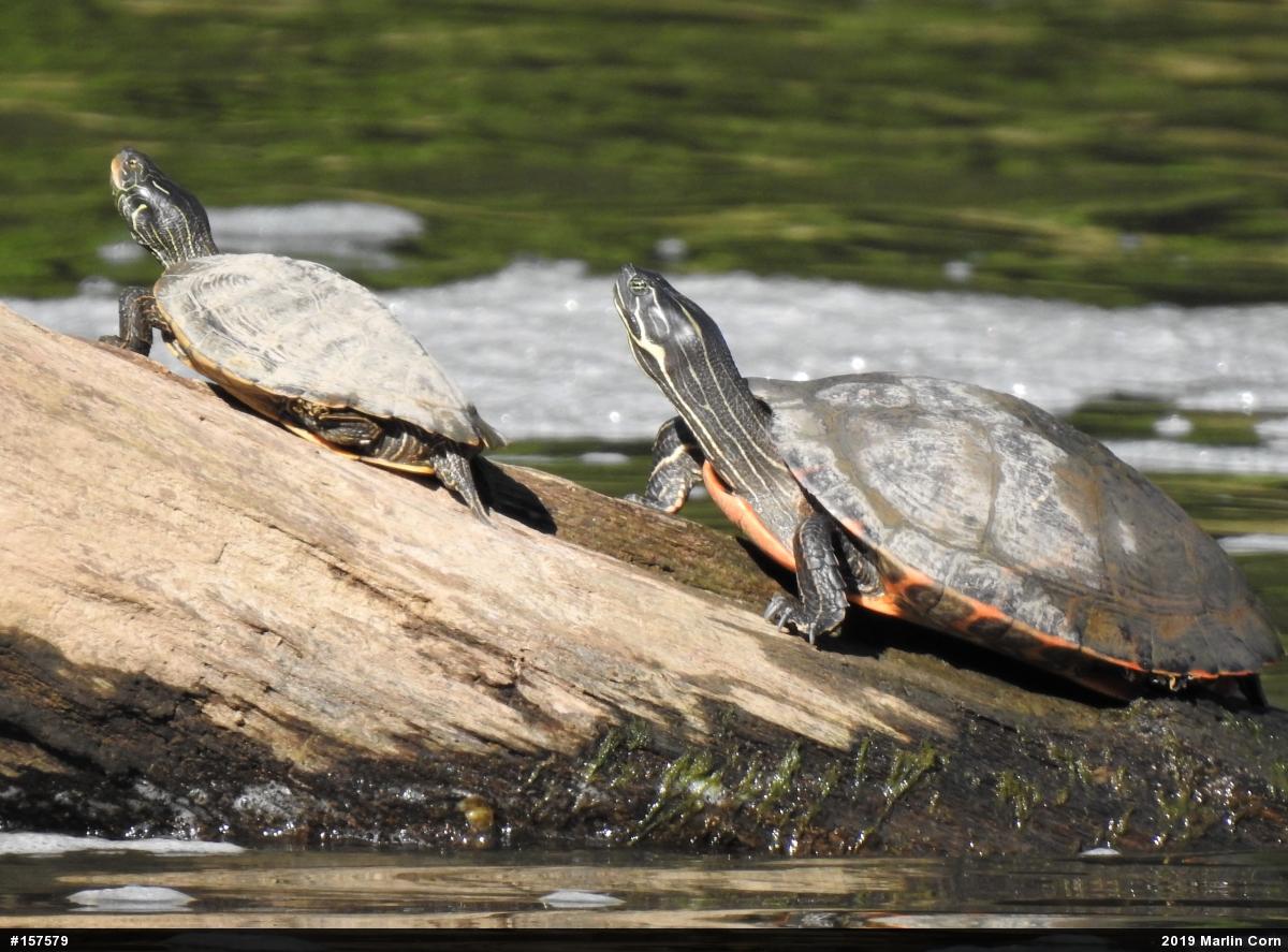Northern Map Turtle