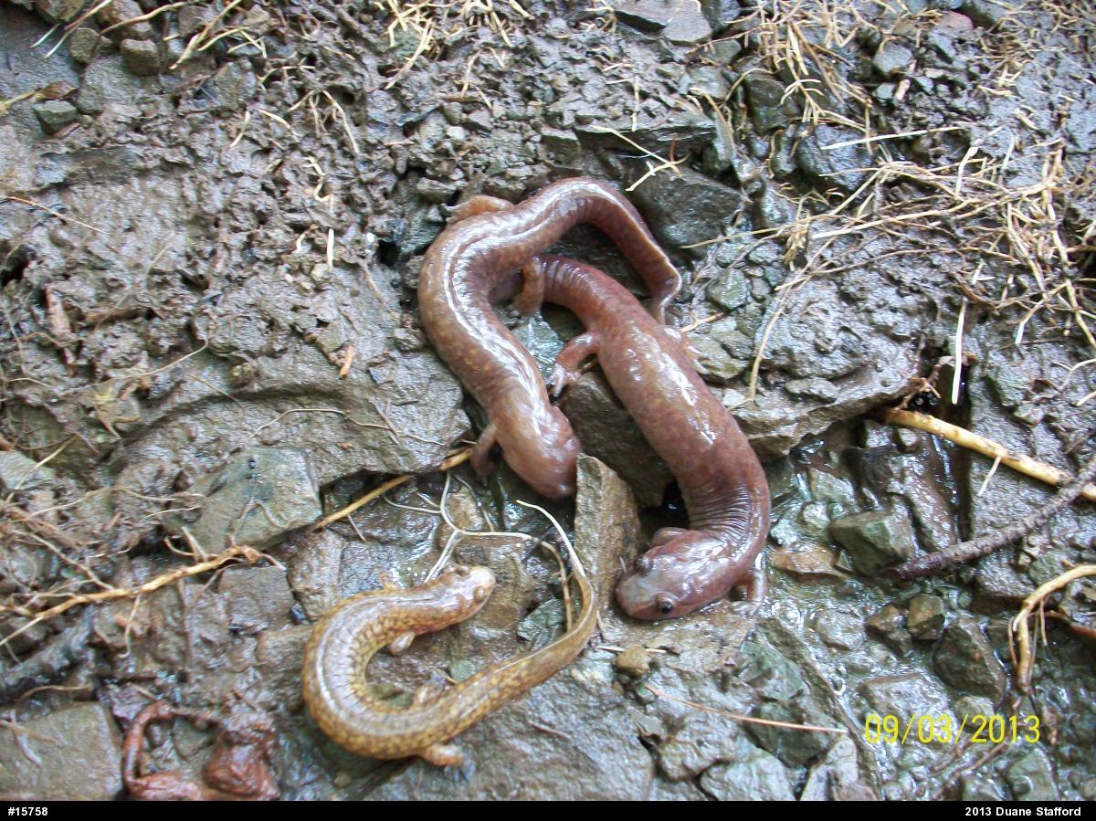 Northern Spring Salamander