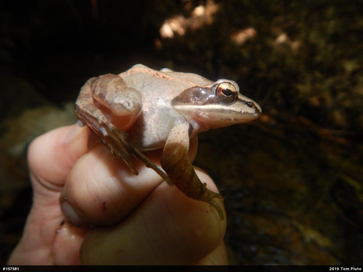 Wood Frog