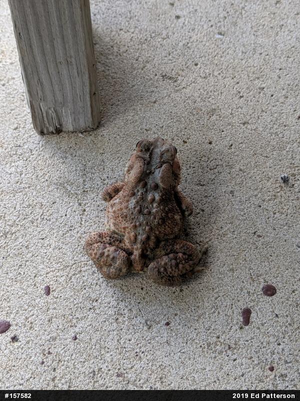 Eastern American Toad