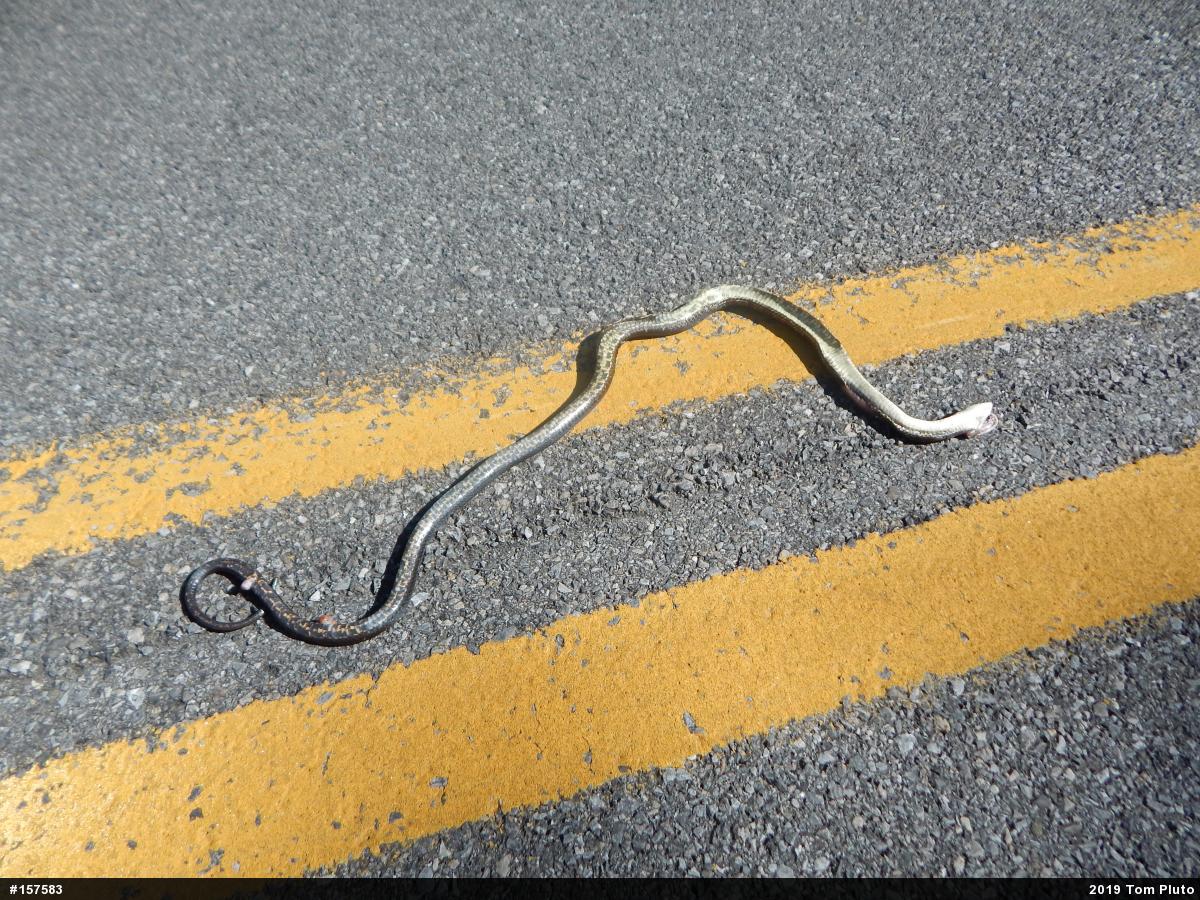 Eastern Ratsnake