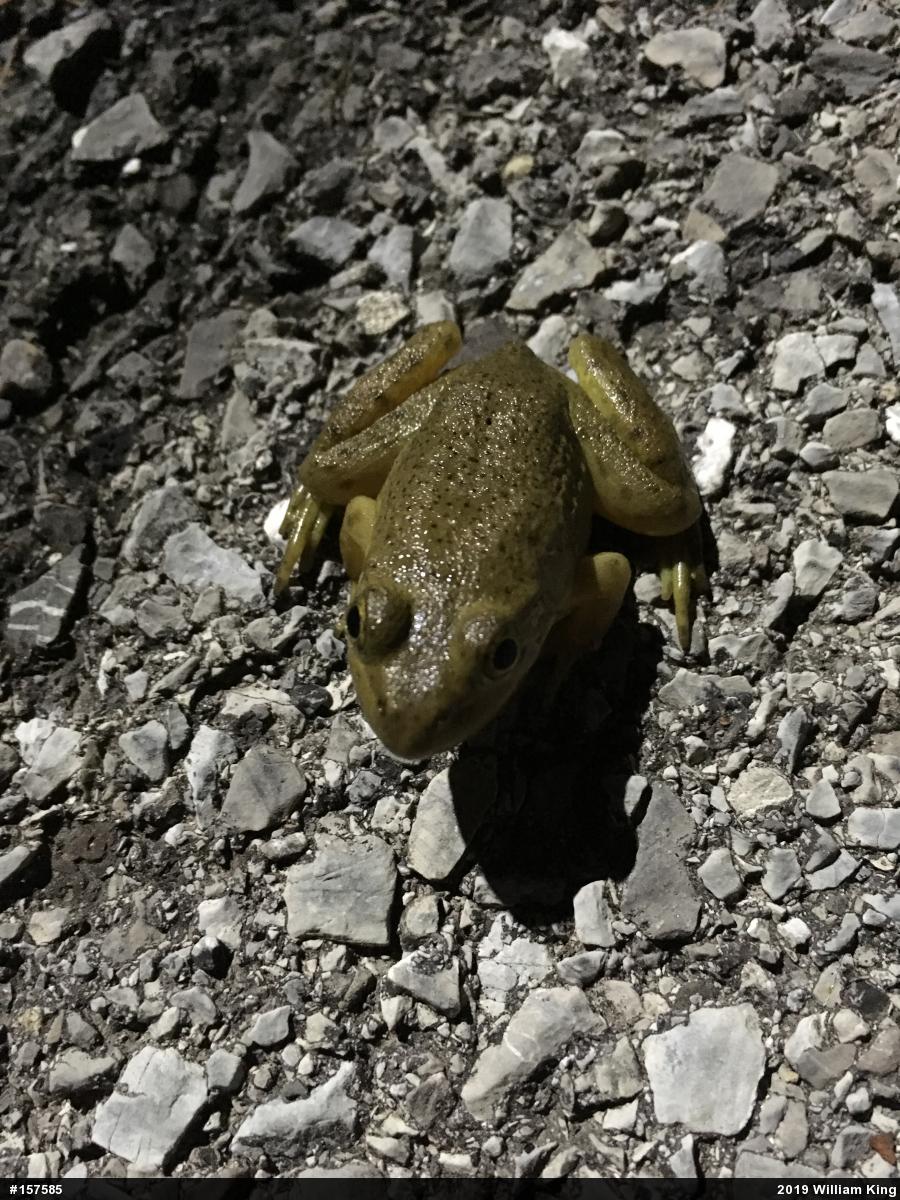 American Bullfrog