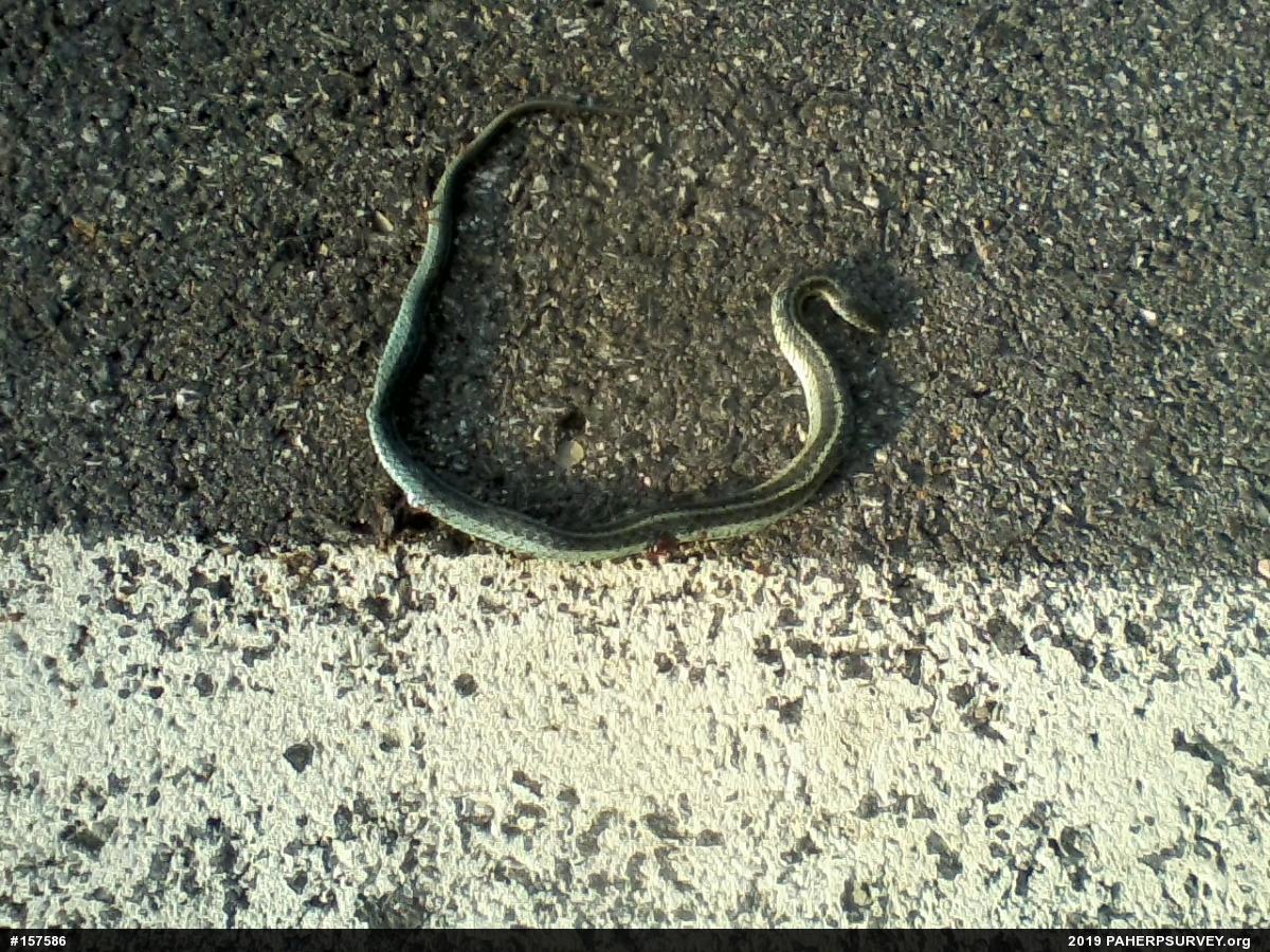Eastern Gartersnake