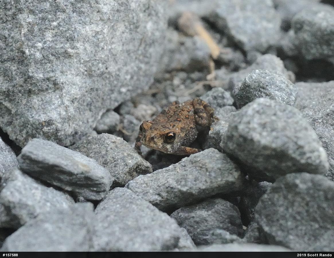 Eastern American Toad