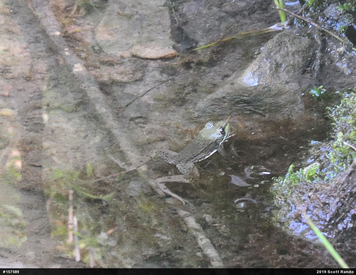 Green Frog