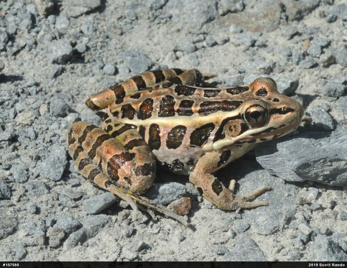 Pickerel Frog