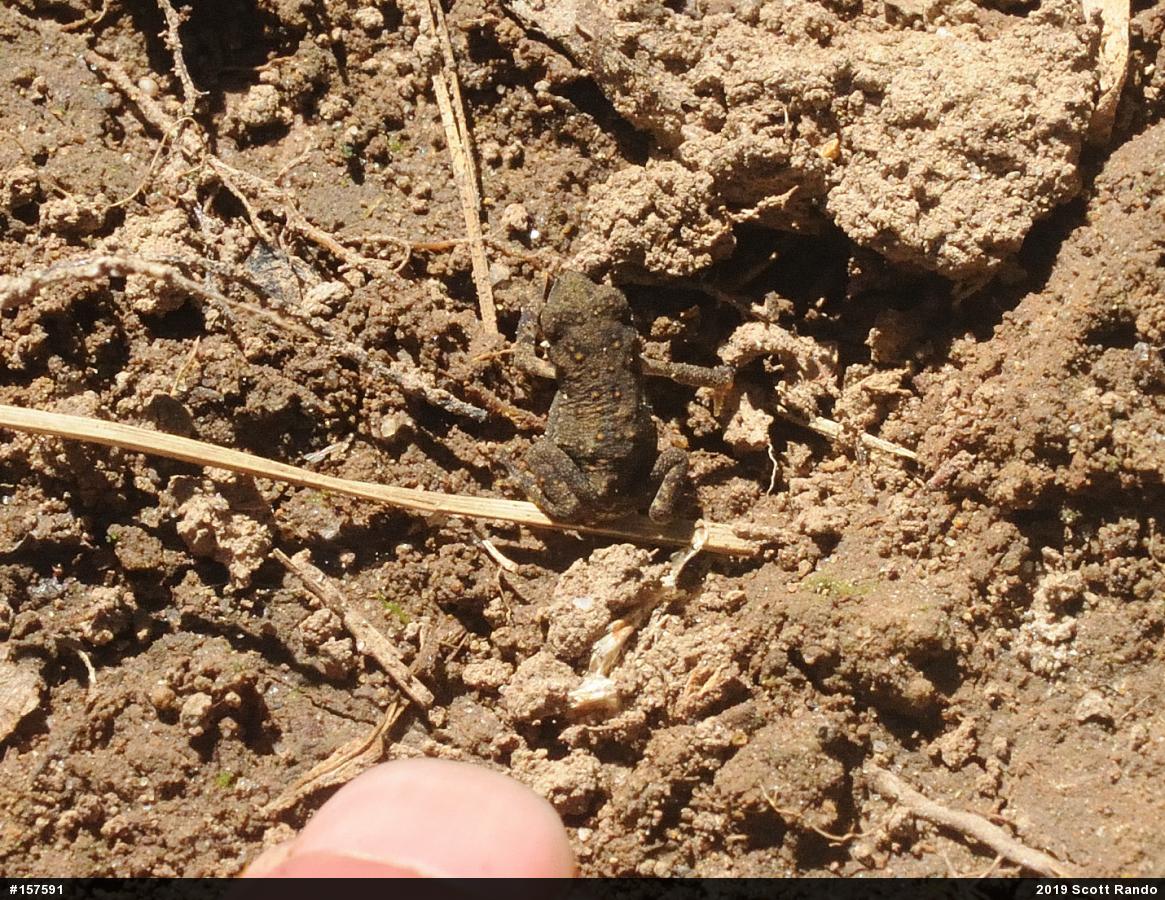 Eastern American Toad