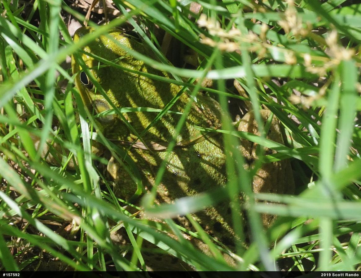 Green Frog