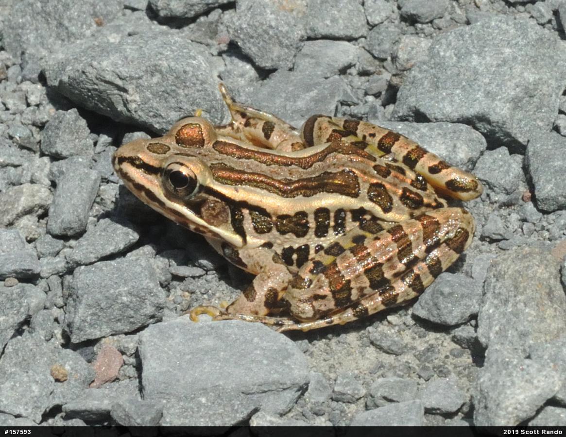 Pickerel Frog