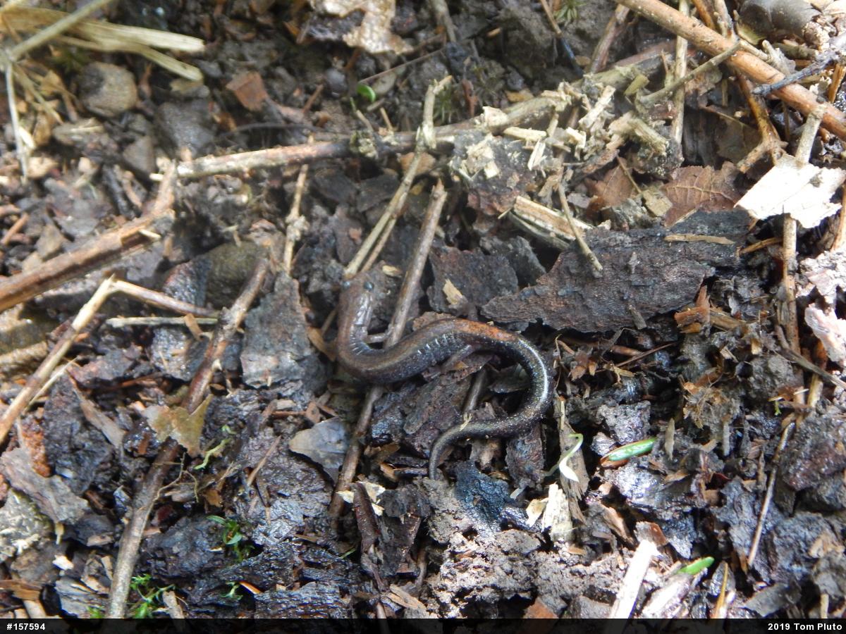 Eastern Red-backed  Salamander