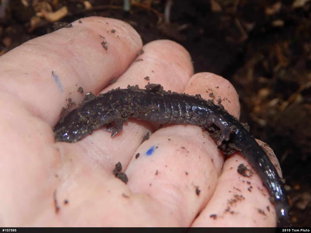 Wehrle's Salamander