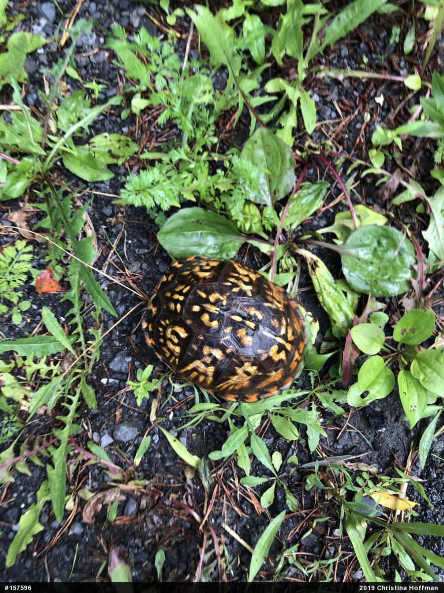 Eastern Box Turtle