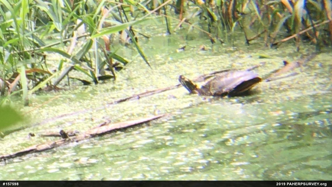 Painted Turtle