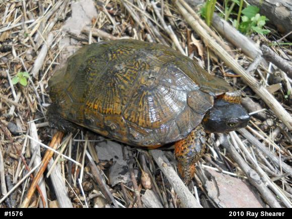 Wood Turtle