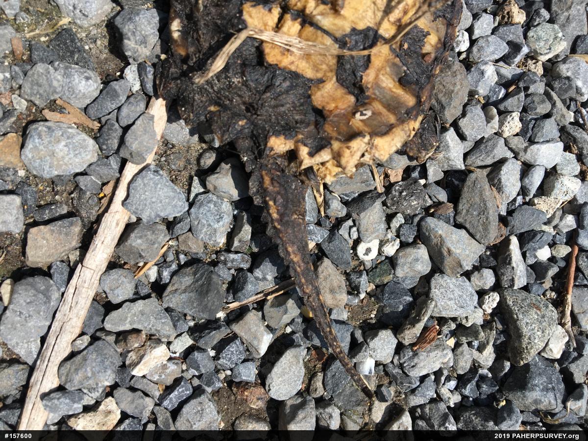 Snapping Turtle