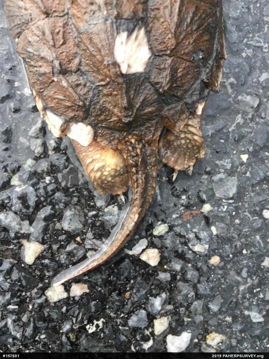 Snapping Turtle