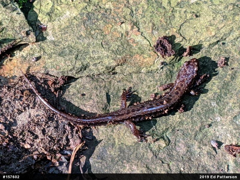 Allegheny Mountain Dusky Salamander