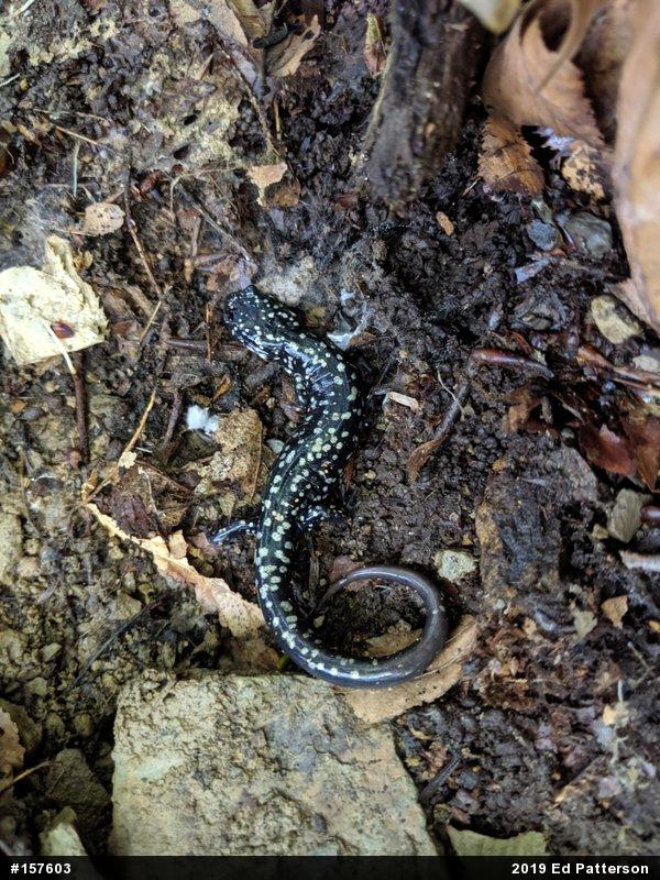 Northern Slimy Salamander