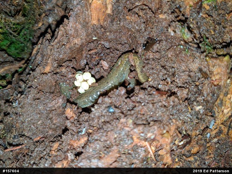 Northern Dusky Salamander