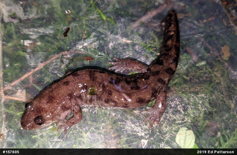 Seal Salamander