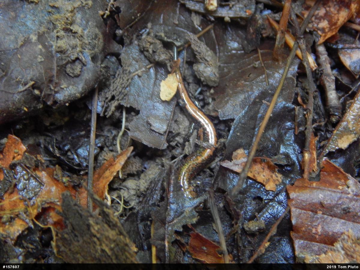 Eastern Red-backed  Salamander