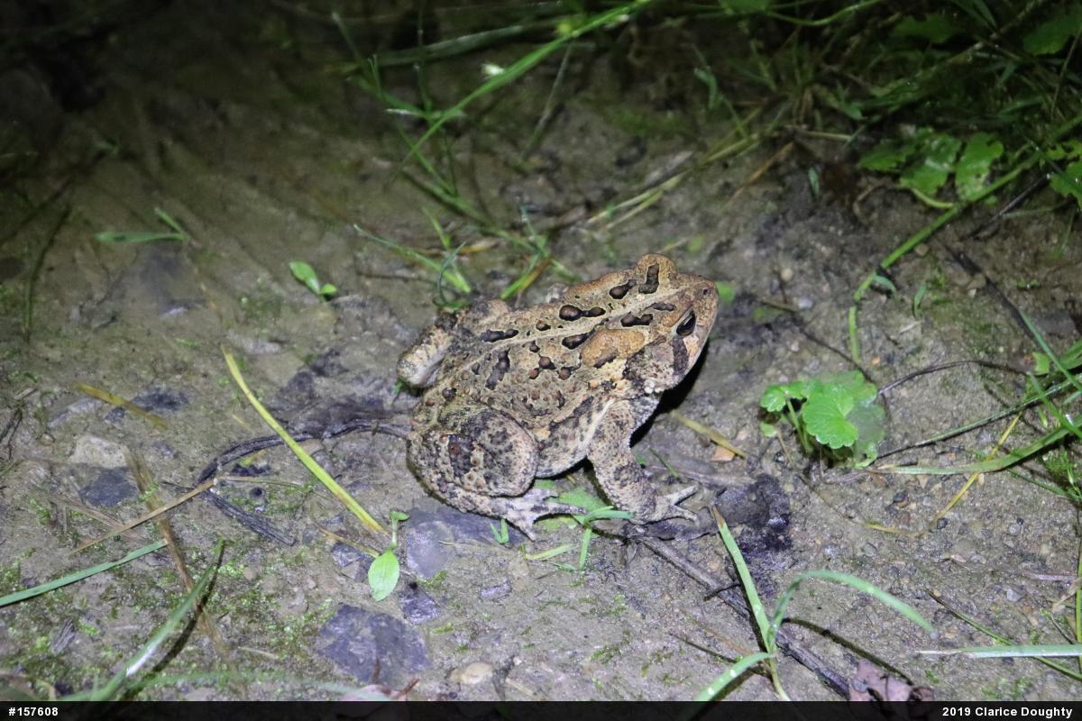 Eastern American Toad