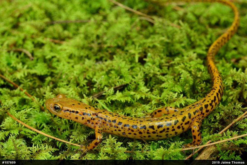 Eastern Long-tailed Salamander