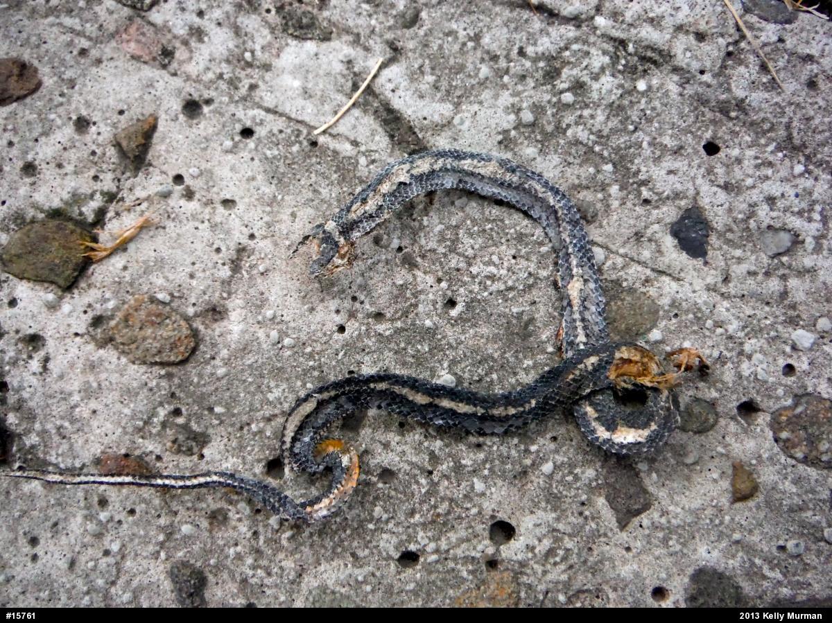 Northern Ring-necked Snake