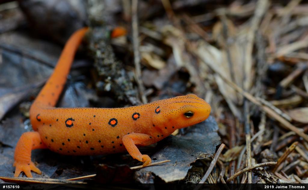 Red-spotted Newt