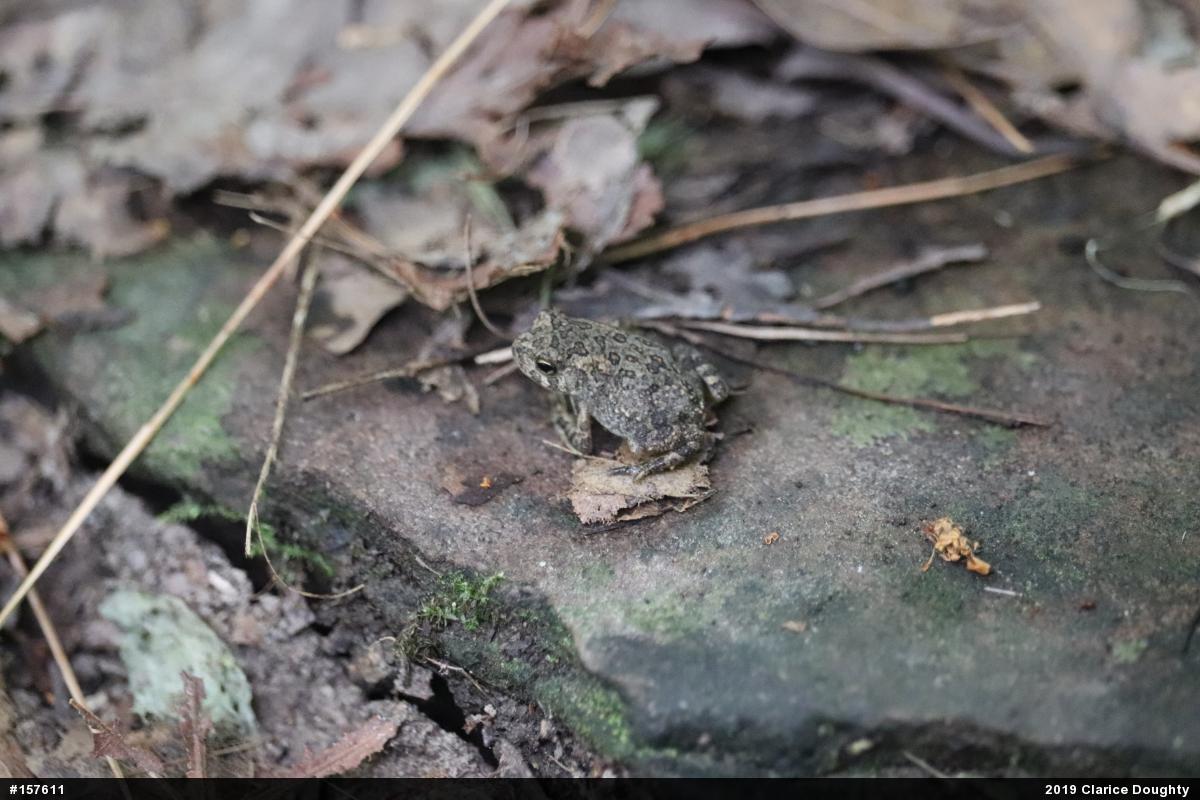 Eastern American Toad