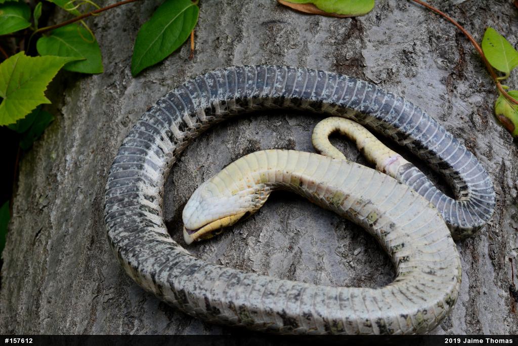 Eastern Hog-nosed Snake