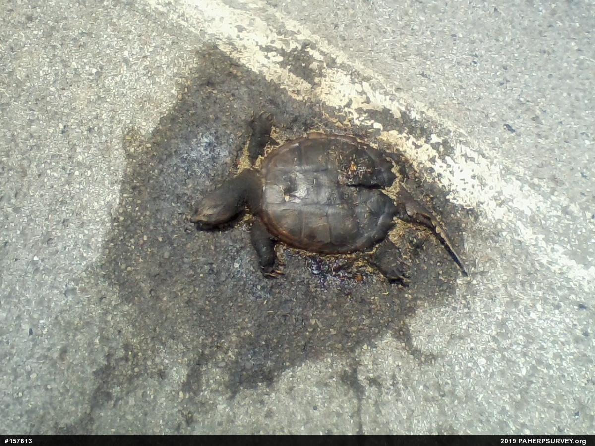 Snapping Turtle