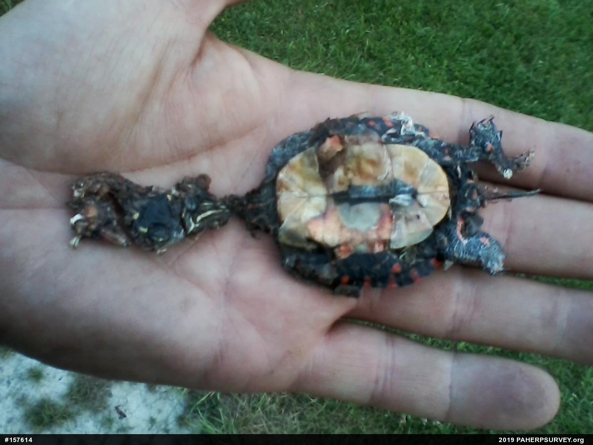 Painted Turtle