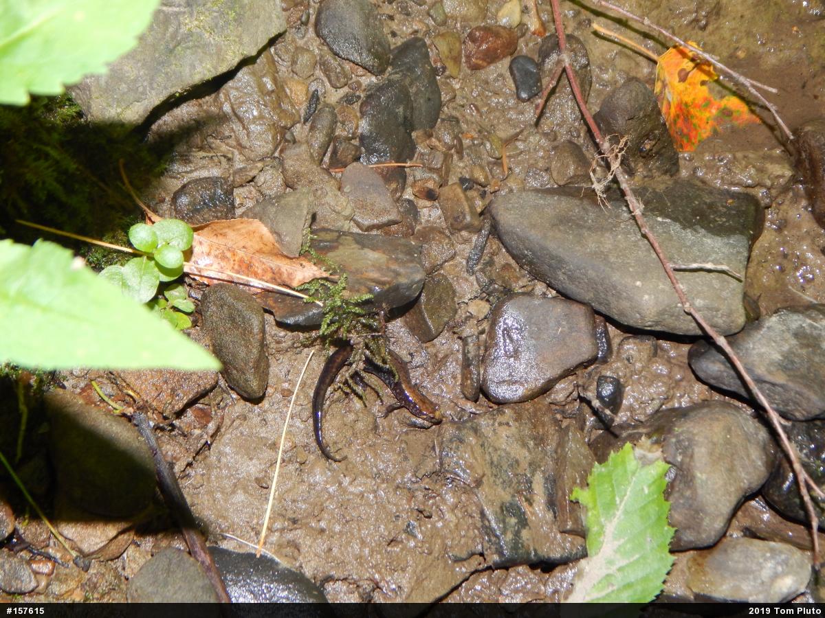 Allegheny Mountain Dusky Salamander