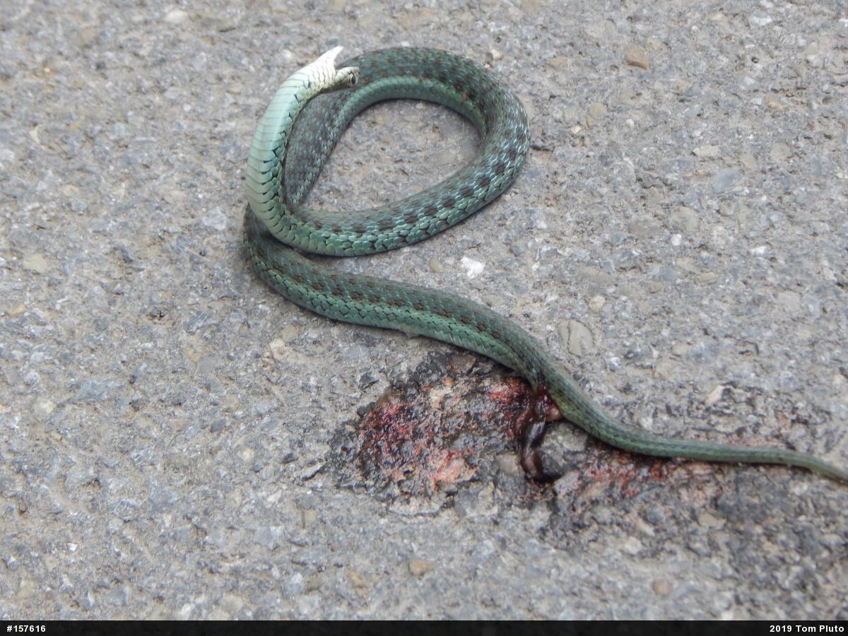 Eastern Gartersnake