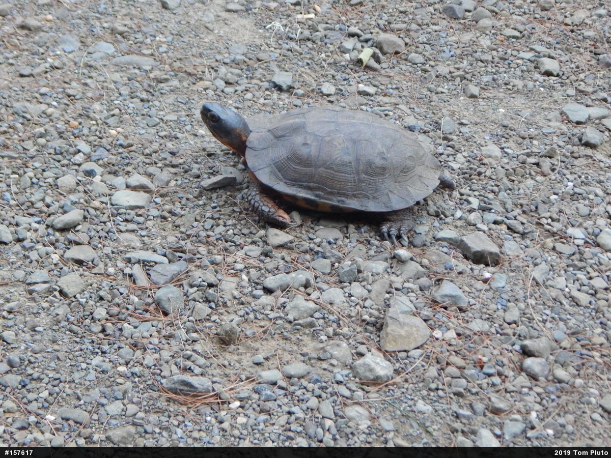 Wood Turtle