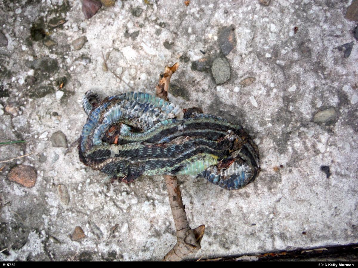 Eastern Gartersnake