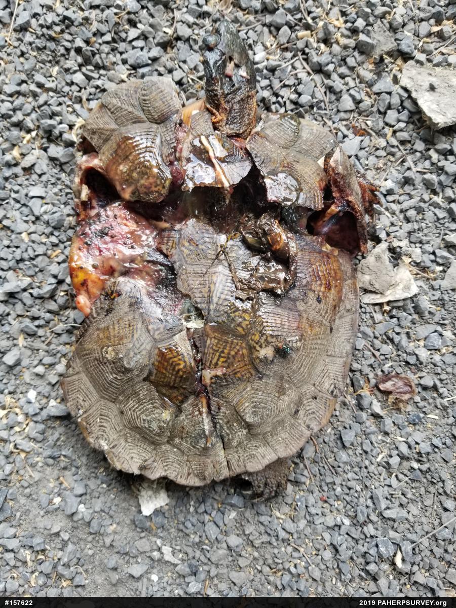 Wood Turtle
