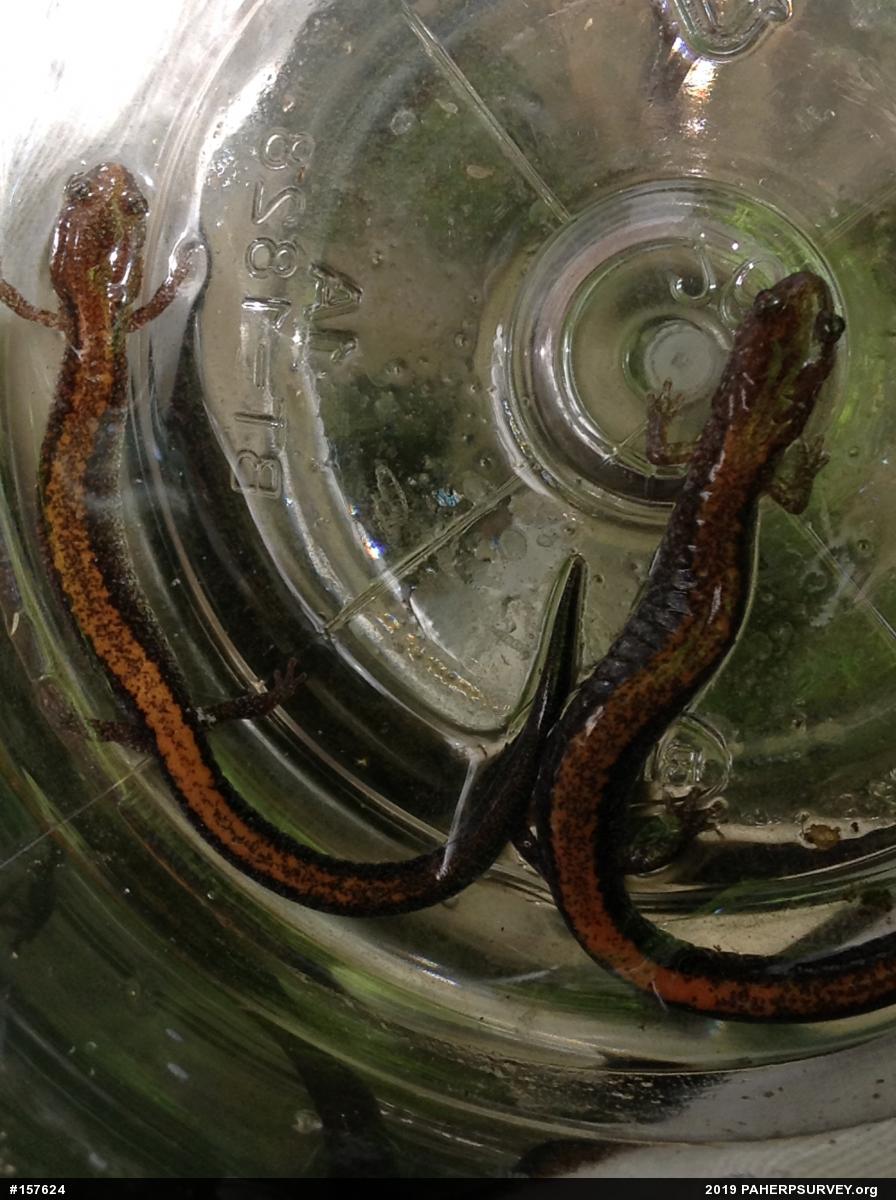 Eastern Red-backed  Salamander