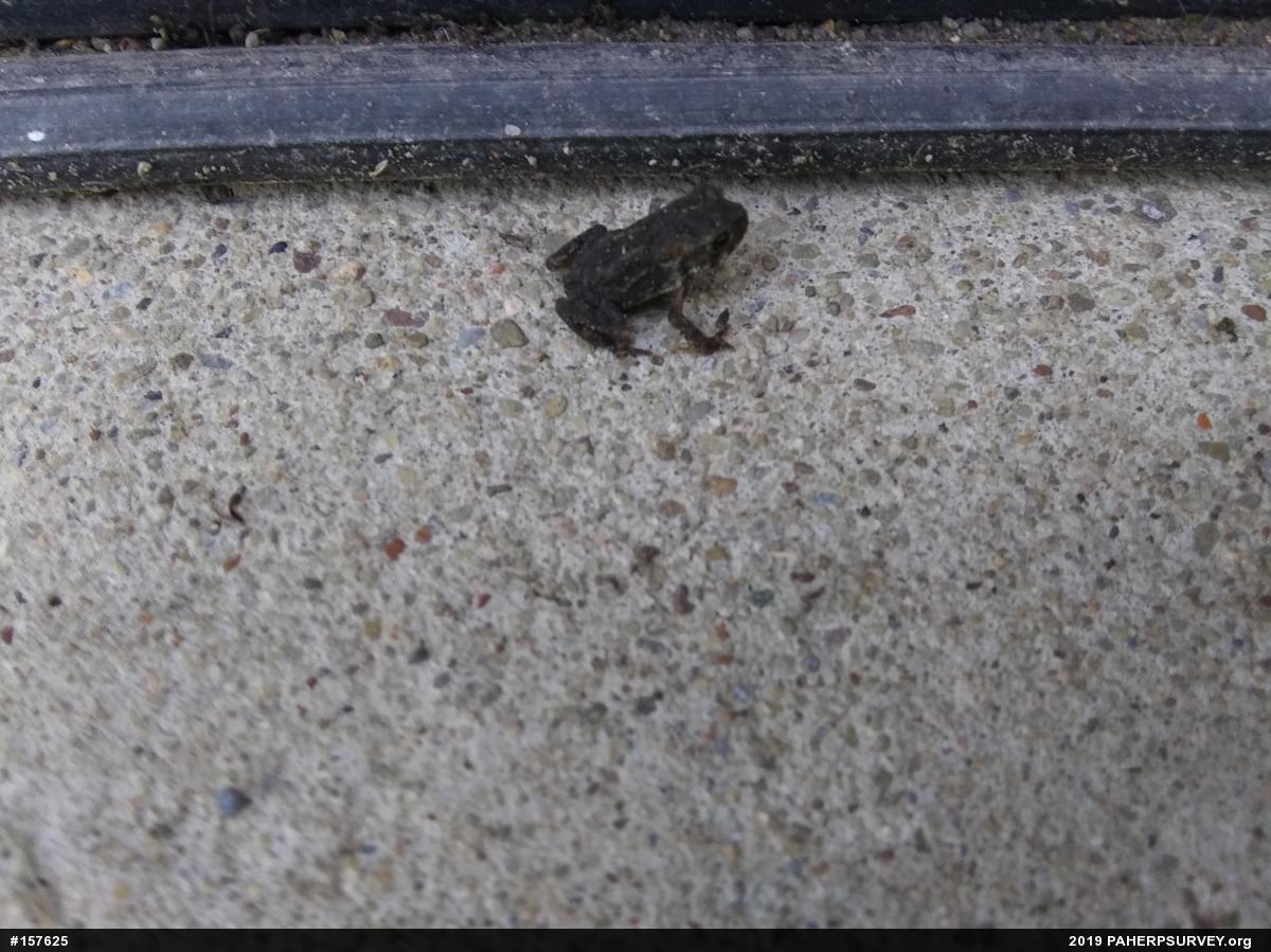 Eastern American Toad