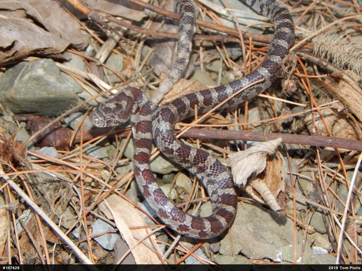 Eastern Milksnake