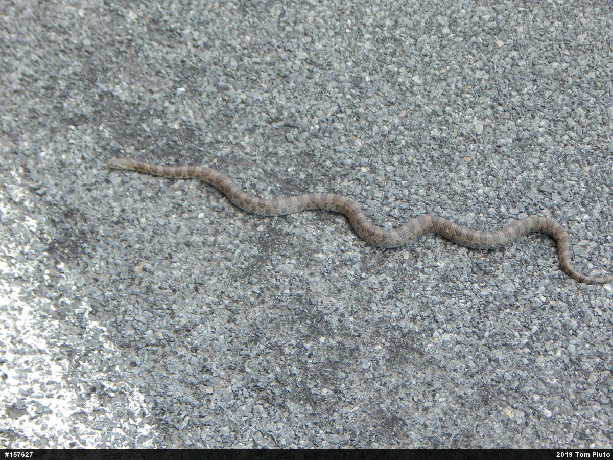 Eastern Milksnake