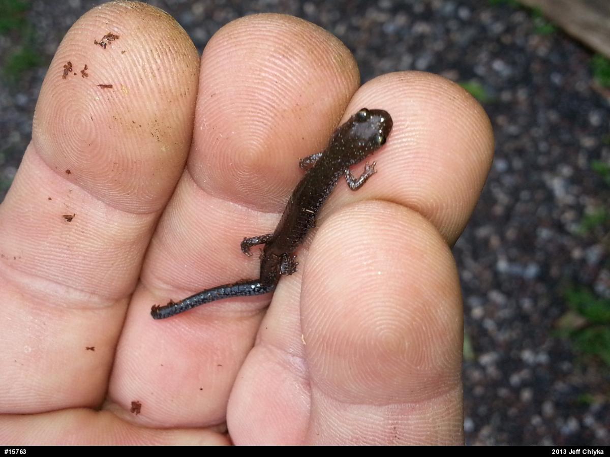 Eastern Red-backed  Salamander